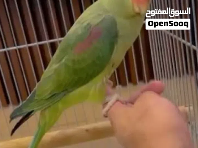 مطلوب بغبغاء نيبالي أنثى