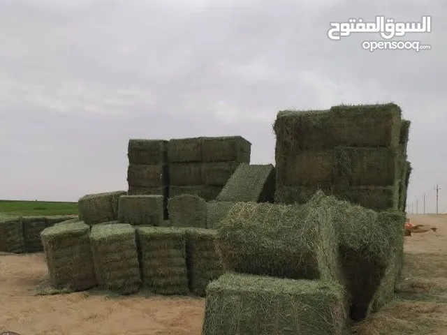 تصدير اعلاف من مصر الي قطر