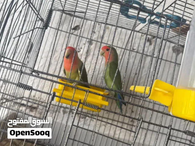 السلام عليكم عرض طيور الروز زوز ذكوره