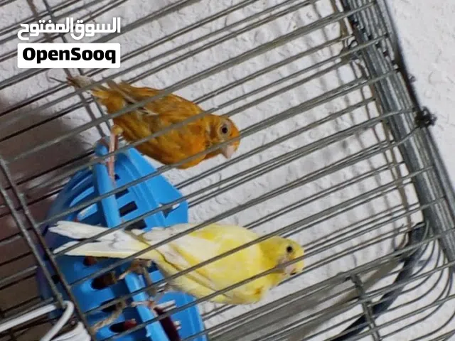 قناتي كنار جاهزات للبيع