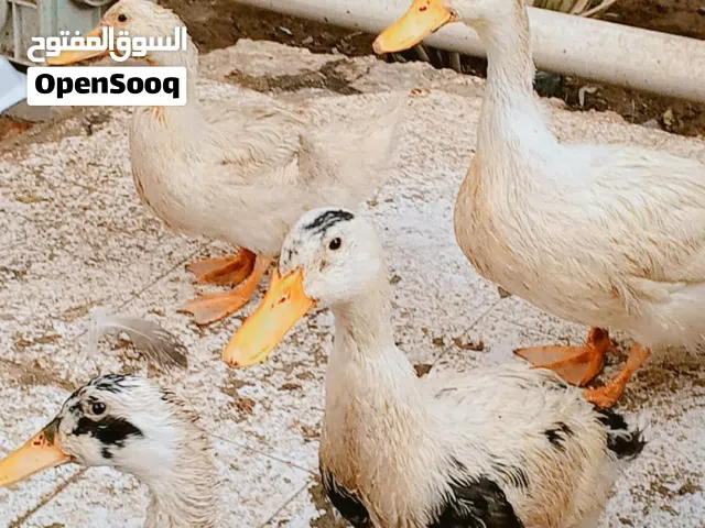 زوجين بشوش نظيفات مال هاي السنه وياهن ديج عربي يخبل كلهن ب35000