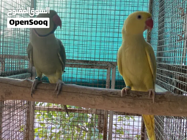 للبيع زوج دره ملون محلي