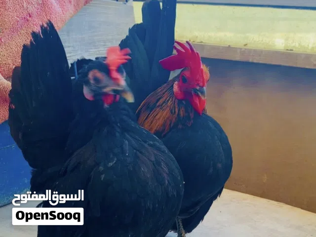 #Serama #chicken