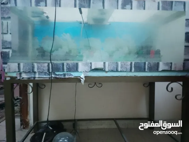 حوض سمك بلدي من غير غطاء