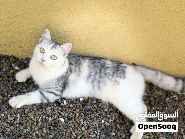 قطط غير معروف الفصيله