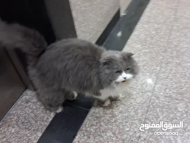 من سلالة PURE (حتى لو تشبه الشيرازي) — أكثرها احتمالا Longhair