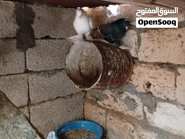 متوفر زوز كوبيات هزاز باجعه تبارك الرحمن كوبيه بتع كسوبه اقراء الوصف