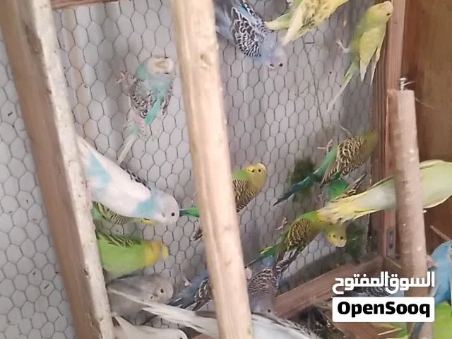 كوم حب حبة نخب بلش مشروعك من هون