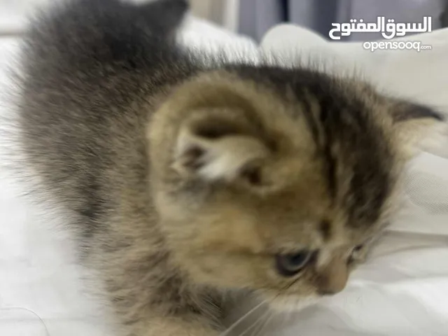 Scottish Fold cats for sale