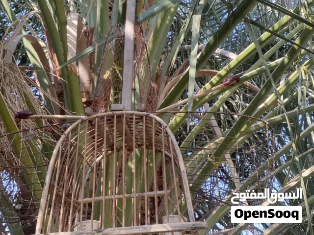 مصاد طيورالبلبل