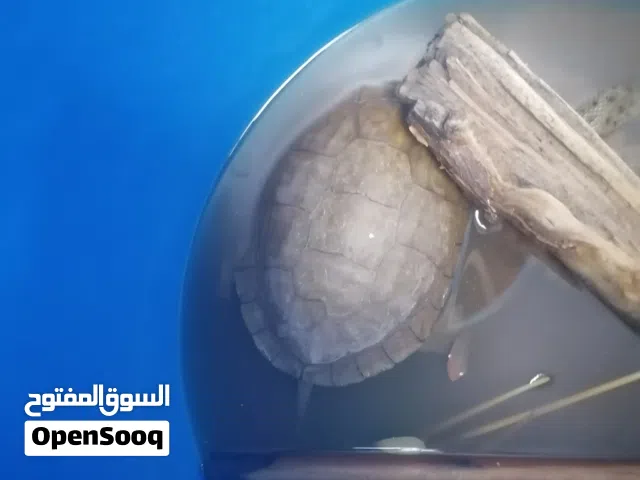 سلحفاة برمائية