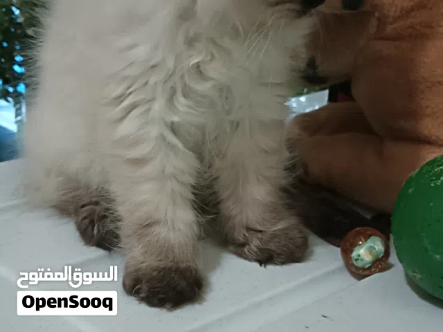 Himalayan 2 month old female