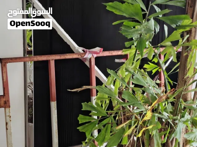 مطلوب شخص غير مدخن مساركة سكن استديو مجهزبالكامل قريب من الطريق ومحطة الباصات خلف سنيما غرناطه سابقا