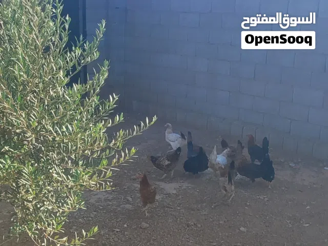 دجاج وطني مع زوجين وز