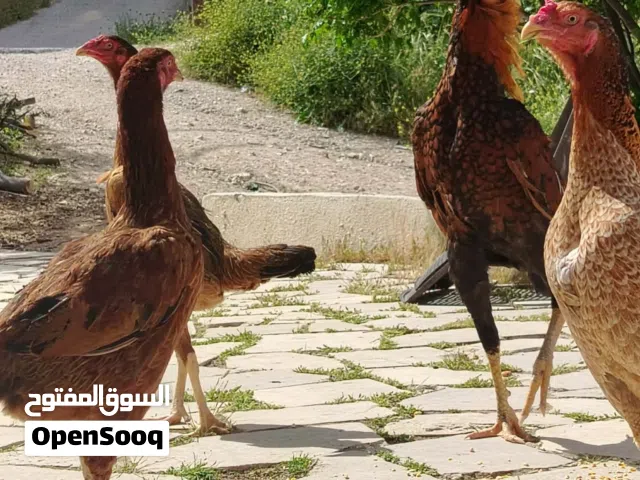صوص باكستاني من الاهالي المعروضه تسليم الرصيفة الجبل الشمالي خلف مستشفى الأمير فيصل