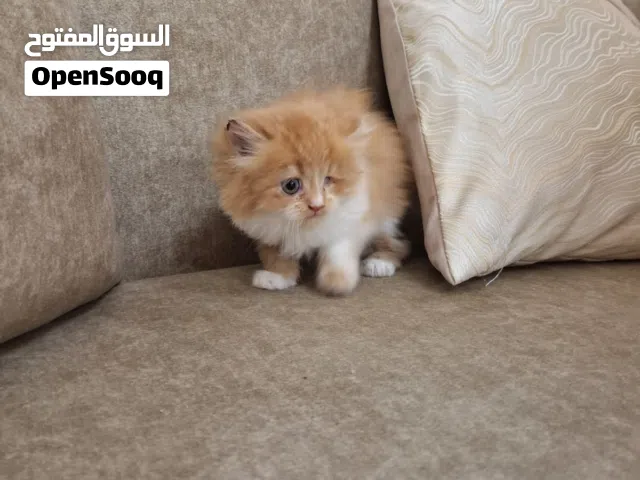 قطه شيرازي