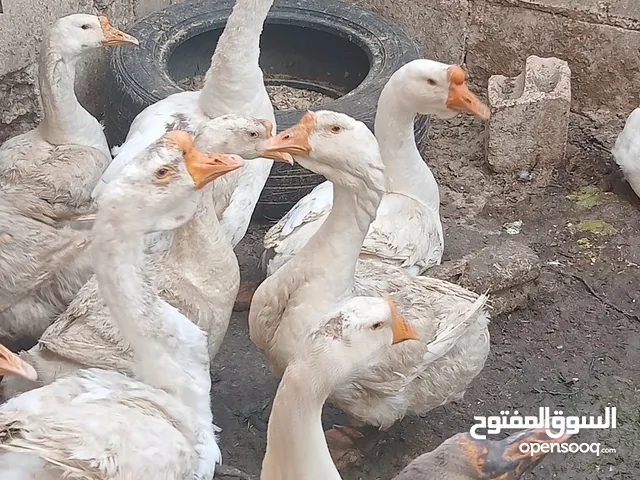 وز افريقي.بيض .فراخ . اطقم شغال