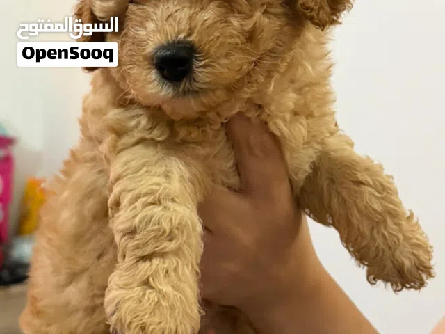 جراوي توي بودل للبيع