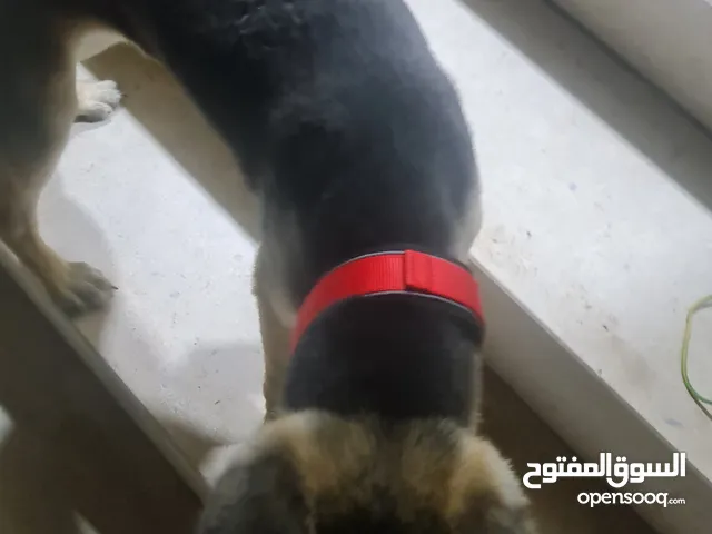 كلب جيرمين أليف جدا أنثى عمرها 5 شهور عندها كامل اللقحات مع جواز سفر