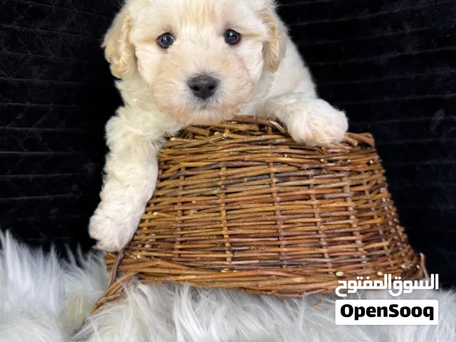 mortipoo mix of poodle with Maltese
