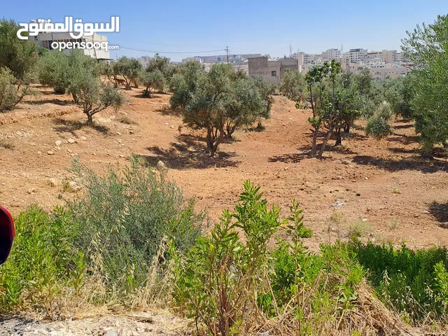 Residential Land for Sale in Amman Al Bnayyat