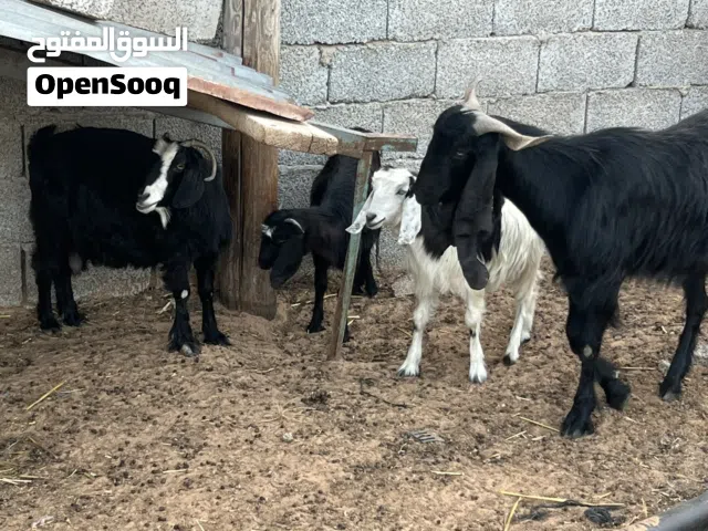 عنز عربيه.
