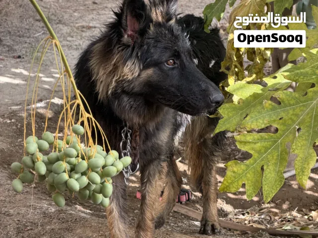 كلب جيرمن صغير سلاله
