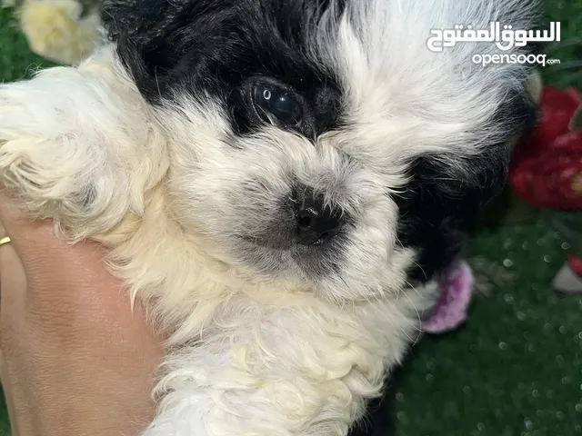 متاح جراوي شيتزو ولاد و بنات