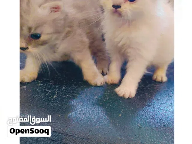 3 cat 60kd