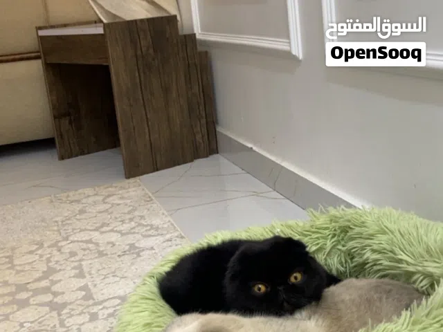 قطط سكوتش فولد