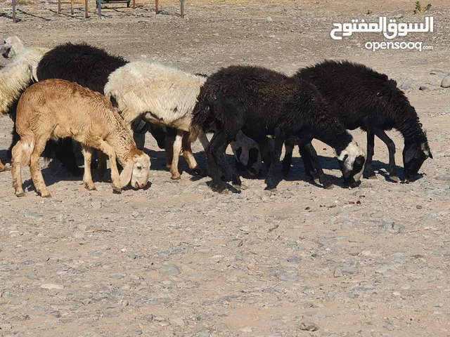 للبيع جعد مع كبش سودانيضخمات ماشاء الله مد وشور ذكر الله حلال طيب ماشاء الله عدد 10سعر جملة رأس 55