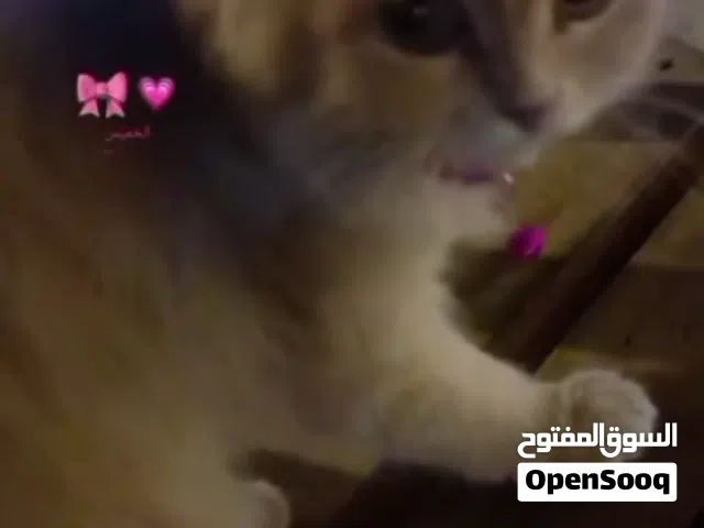 السلام عليكم قطه سكوتش مكس للبيع تفاصيل بالوصف
