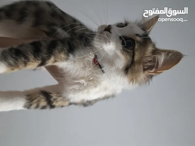 قطه للتبني