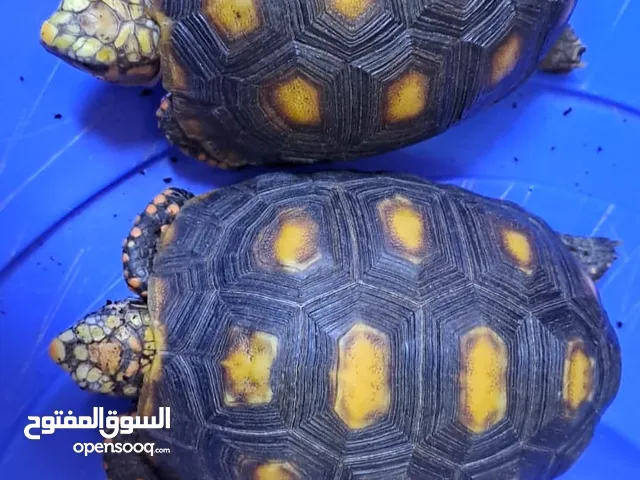 Red foot tortoise