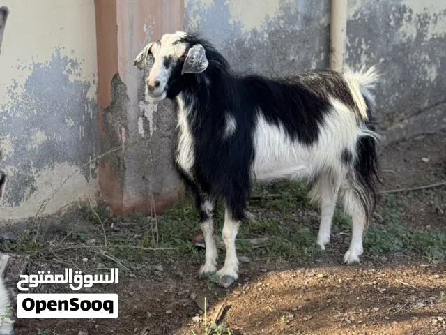 للبيع تيس دار