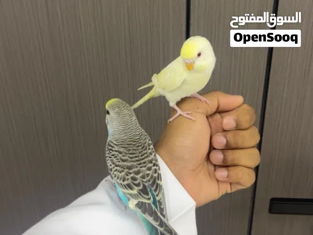 زوج ببغاء بادجي اليف ويوقف على اليد