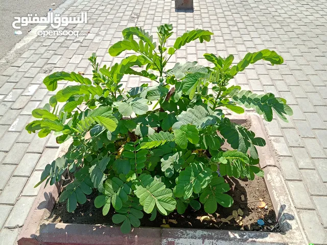 Residential Land for Rent in Basra Hakemeia