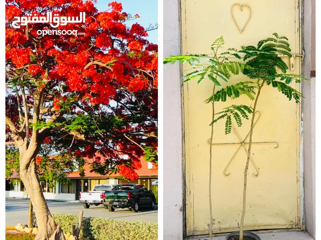 مشتل الفصول الأربعة المنزلي