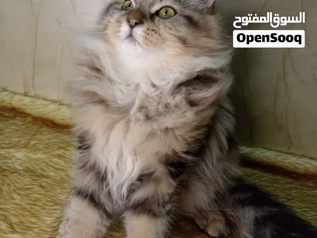 قطه شيرازي ماين كوون اربع شهور