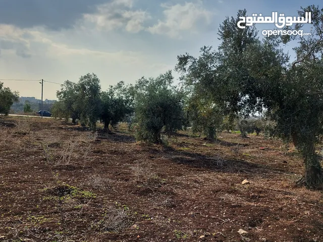 Farm Land for Sale in Irbid Taybeh District