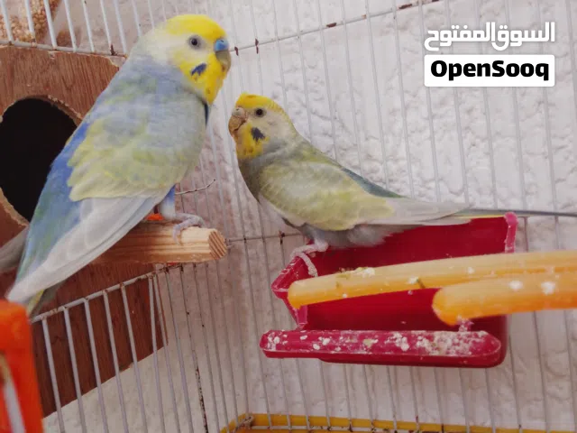 كوبيه رينبو اقر الوصف