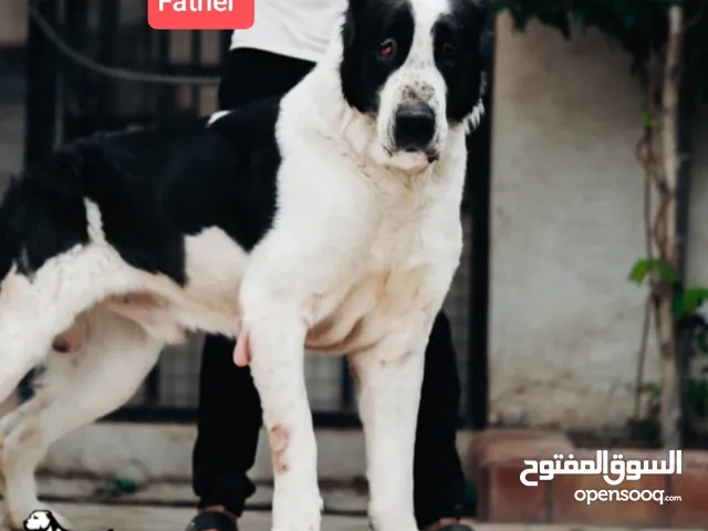 alabai Russia dogs -كلب الالباي الروسي