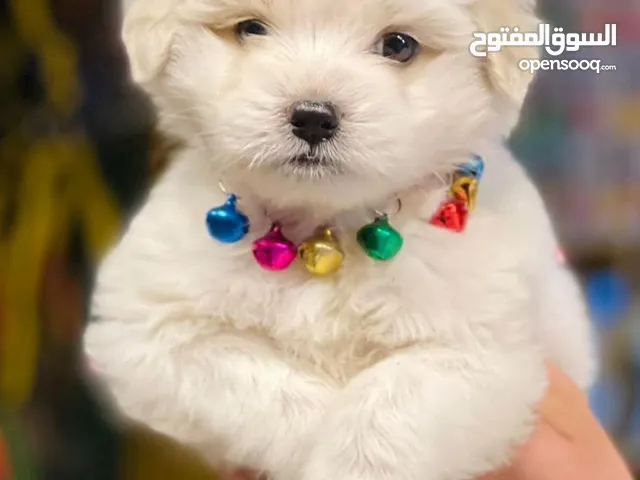 للبيع جراوي مالتيز بيور مستوى عالي احجام صغيرة