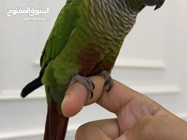ببغاء كنيور قرين شيك