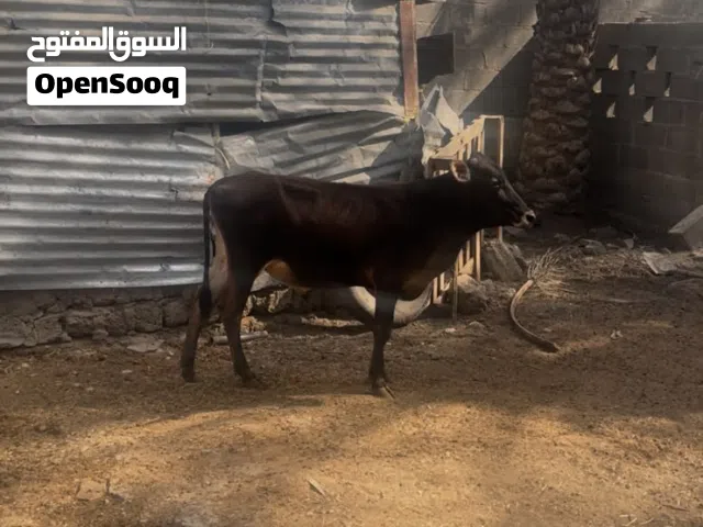 1-بقره  تهجين هولندي إسباني تحته عجله رويانه حليب  حلال خالي من أي عذروب مطلوب 600 2-عجل نمساوي خالص