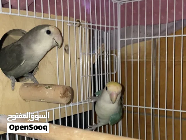Love birds