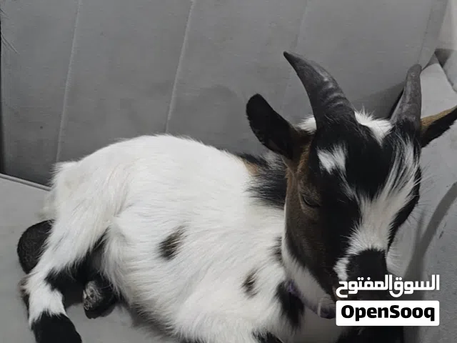 ماعز القزم البلجيكي