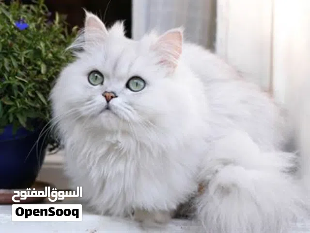مطلوب قطة شيرازية للتبني يكون عمرها 7 أشهر الى سنة ونص