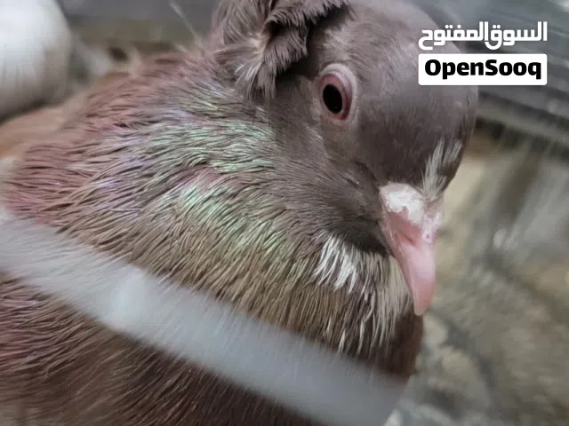 مطلوب حمام - عربي - بولندي - عراقي - قلابات