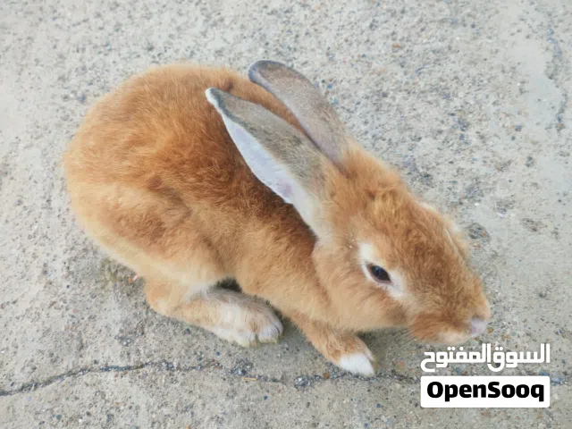 أرنب للبيع
